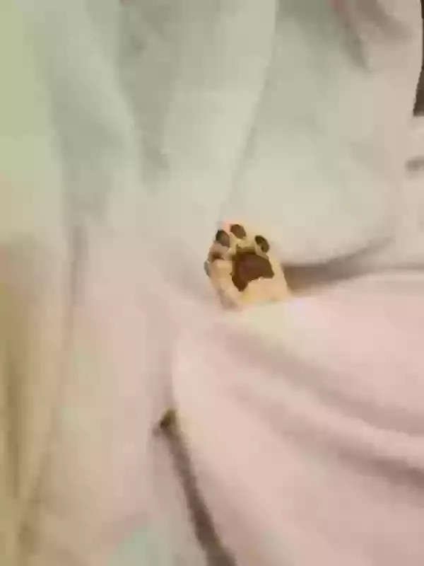 Clay Paw Print Impression and Ink Paw Prints